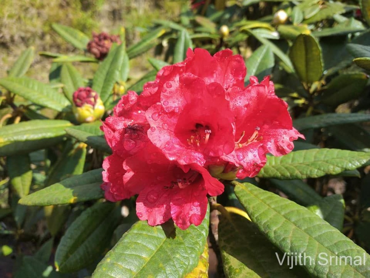 Rhododendron arboreum subsp. zeylanicum (Booth) Tagg